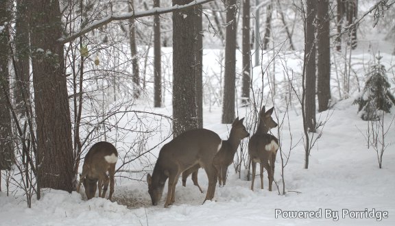 four roe deers