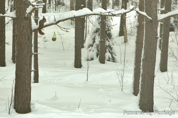 hungry squirrel