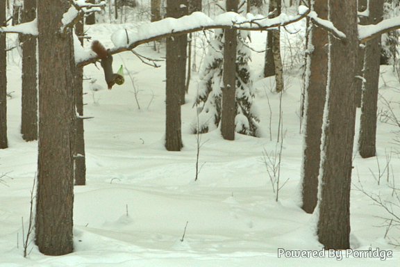 acrobatic squirrel stealing bird food