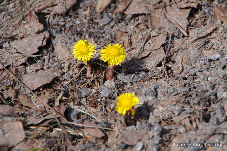 Coltsfoot