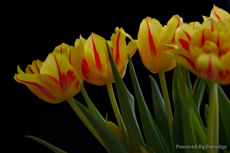 Tulips