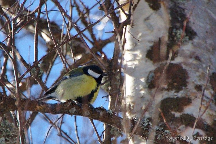 Great tit bird sitting in a birch tree